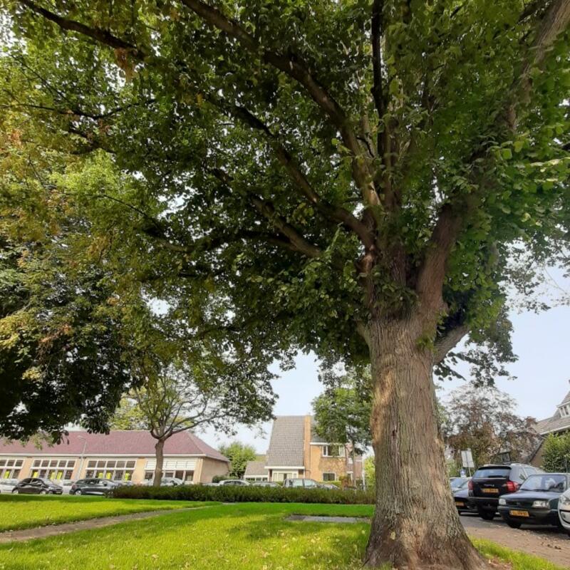 bomen