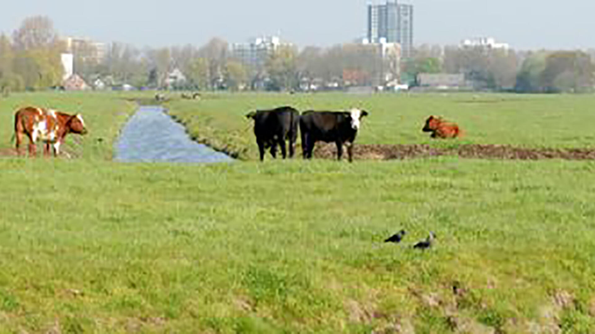 t_Vogelhoff